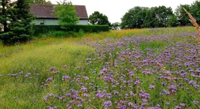 Ferienhaus Gransee Unmittelbar Am Stechlinsee - Radweg - Image 4