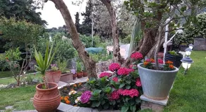 Villa Cosmina - Image 3