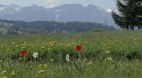 Dom z widokiem na Tatry - Image 3
