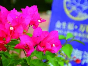 Shenzhen Feifan Smart Homestay (Jiaochangwei) - Image 5