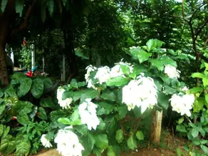 Knuckles Homestay - Image 5