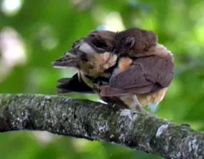 Kiskadee Cottage - Image 5