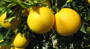 Orange Tree Garden - Image 2