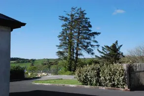 Cedar Lis - Image 3