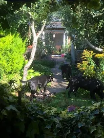 Hyacinth Bed & Breakfast - Image 4