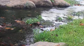 Villa by the river facing the Hermon in Dafna - Image 2