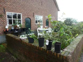 De Meesterbloem - Image 5