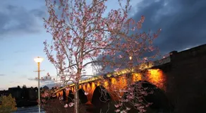 Clover Holidays - New Row - Image 5