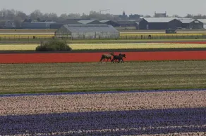 De Zonnehoed - Image 4