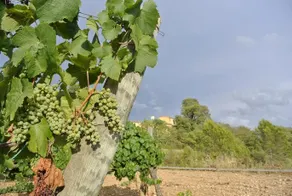 El Maset Del Garraf - Image 3