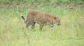 Sarath Home Stay & Safari - Image 5