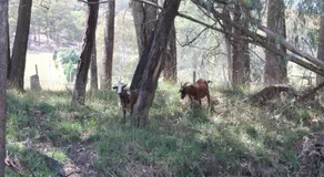 BUFFALO RIVER HOMESTEAD - Image 3