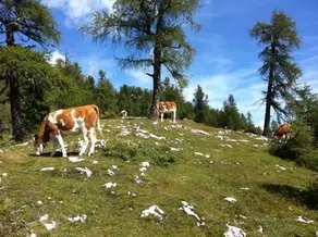 Rifugio Gardenacia - Image 5
