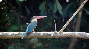 Singharaja Garden AGRO & ECO Lodge - Image 2