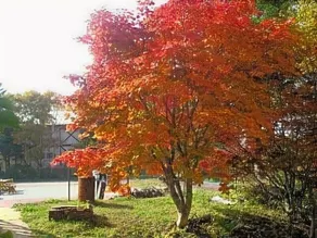 Pension Shiroi Tsubasa - Image 3