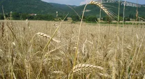 Apartmani Aldo - Image 3