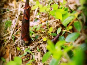 PEACEFUL  FOREST - Image 4