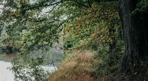 Tentrr - Forest with a Trout Creek - Image 3