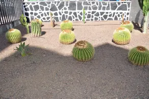 Los Cactus - Image 4