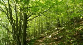 Naturaleza y aire puro en el Pirineo oriental en una bonita casa rural de piedra - Image 5