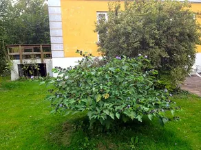 Murermester Madsens Villa - Image 5