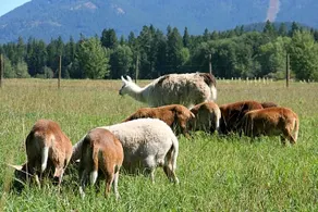 Cedar Mountain Farm Bed & Breakfast - Image 2