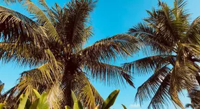 Casa na Praia de Ponta de Mangue, Maragogi - AL - Image 3