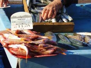 La Tarente - Image 3