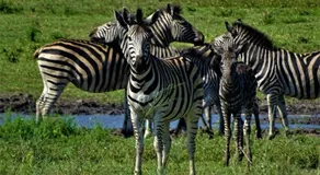 Oseki Maasai Mara Camp - Image 3