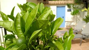 Casa Romero - Image 3
