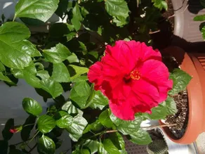Hibiscus Guest House - Image 5