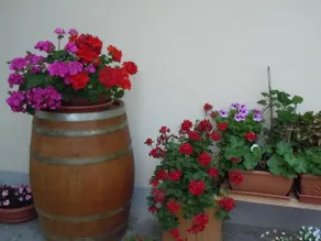 Il Nocciolo - Image 3