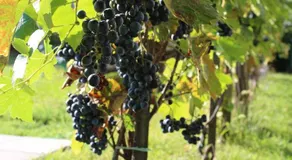 Agnes' Vineyard - Image 4