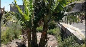 Green Village Tony Frias - Image 3