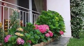 Villa Cosmina - Image 2