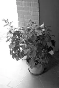 Il Sole Bed & Breakfast - Image 3