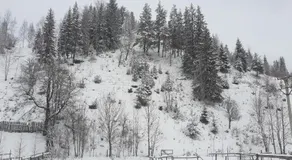 Verde de Bucovina - Image 4