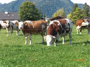 Familien Bauernhof Berghammer - Image 5