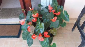 Ella Nature Resort - Image 2