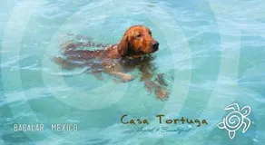 Casa Tortuga - Image 5