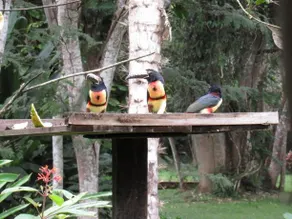 Macaw Bank Jungle Lodge - Image 4