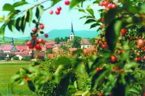 Weinstube Schwarzamsel - Image 5