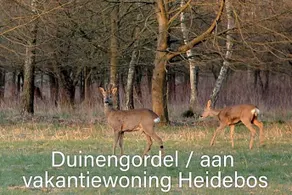 Heidebos - Image 4
