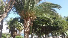Penthouse Los Gigantes - Image 5