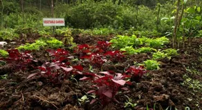 Jungle Retreat Wayanad - Image 2