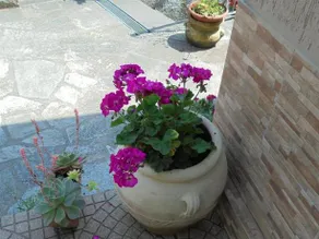 Casa Lilly - Image 3