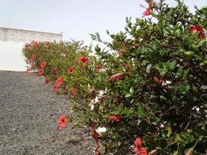 Plain Of Flowers - Image 3