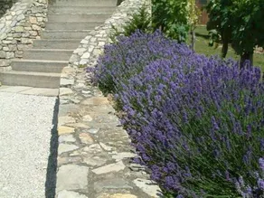 Palma Vendeghaz - Image 5