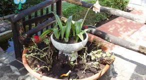 Shanti - Image 3