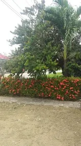 Splendora - Image 4